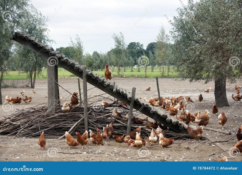 Image: Ontdek de Vrolijke Charms van Chicken Road Casino in Nederland